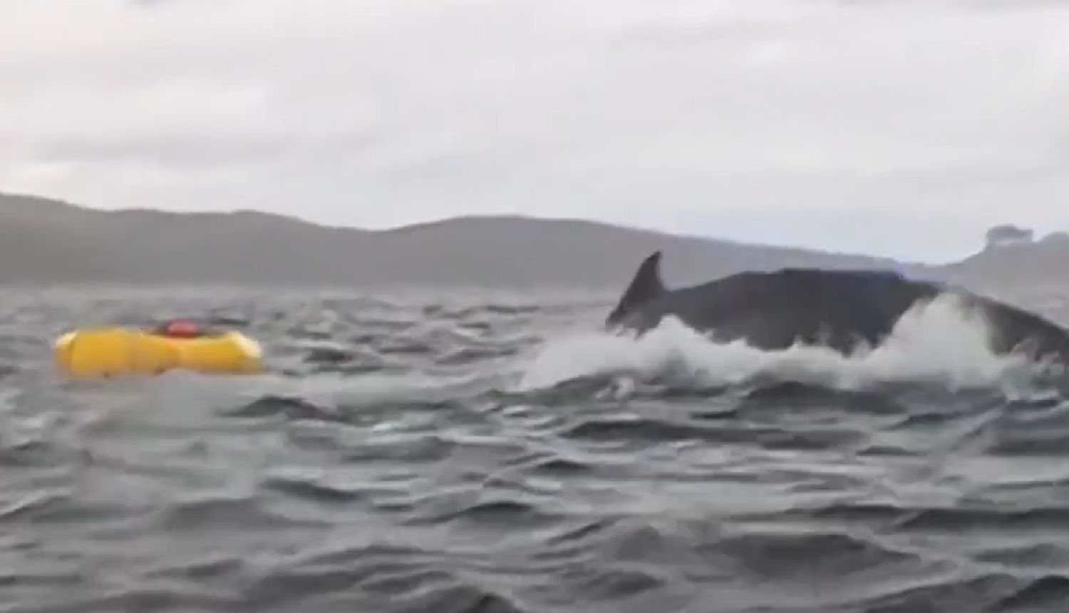 Το κολοσσιαίο καλαμάρι τελικά δεν είναι μύθος-Δείτε βίντεο - εικόνα 1