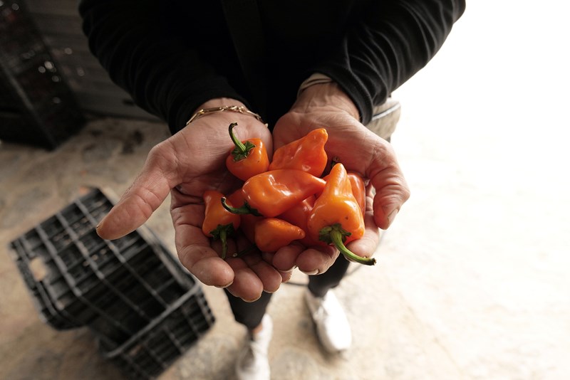 Ναουμίδης 3