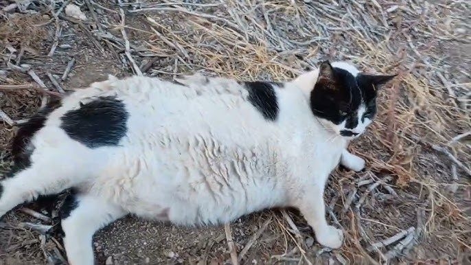 Κι όμως, το μυστικό της μακροζωίας βρίσκεται στη γάτα σου - εικόνα 2