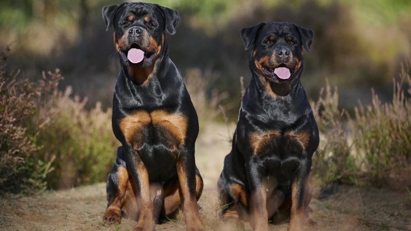 Rottweiler