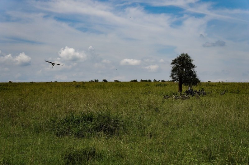 Ουγκάντα πάρκο άγριας ζωής
