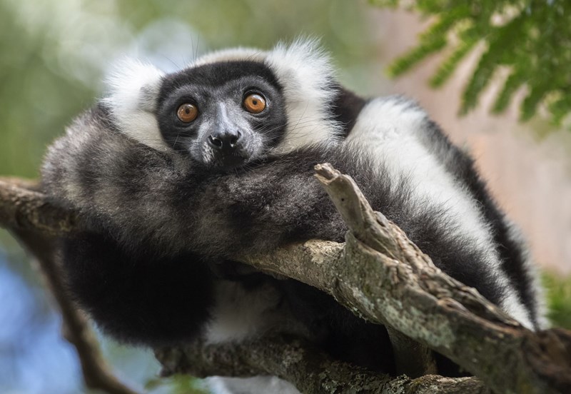 Μαδαγασκάρη Δάση της Βροχής