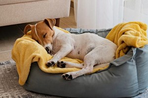 Ελληνίδα επιστήμονας ανακάλυψε ότι το άγχος μας από τη δουλειά μεταφέρεται στο σκύλο μας - εικόνα 1