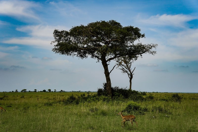 Ουγκάντα πάρκο άγριας ζωής