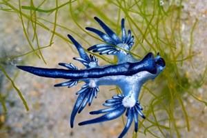 Η μεγαλύτερη παραλία της Ευρώπης βρίσκεται στην Ελλάδα - εικόνα 1