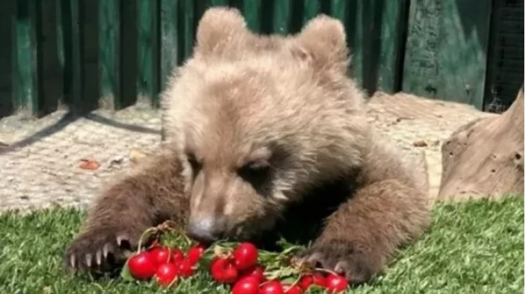 Το πρώτο αρκουδάκι στην ιστορία της παιχνιδοβιομηχανίας μόνο 'αθώο' δεν ήταν - εικόνα 1