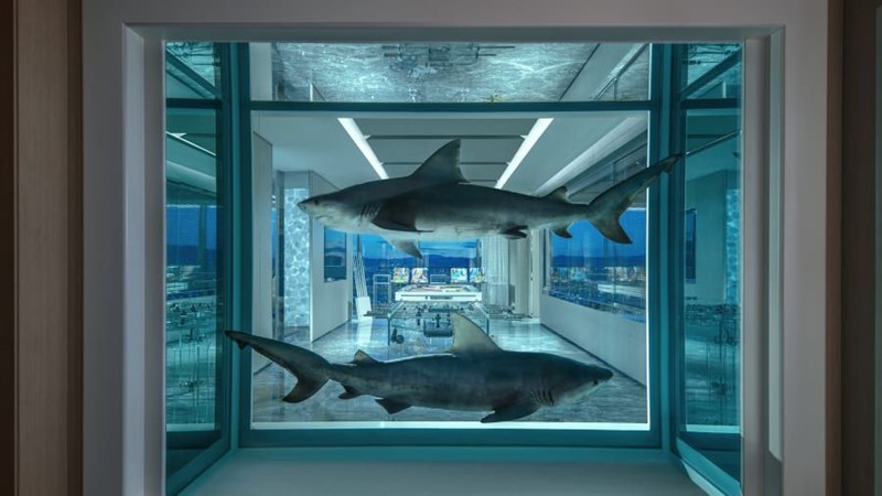 Empathy Suite σουίτα 3 καρχαρίες