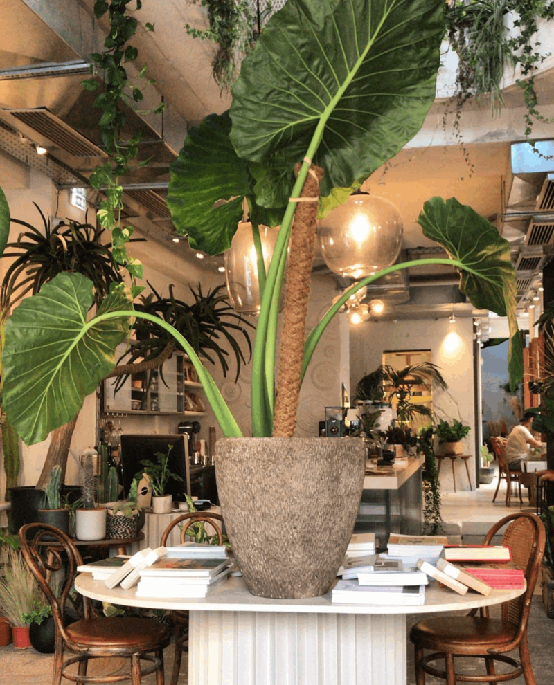 ΚΑΛΥΤΕΡΟΣ ΚΑΦΕΣ ΑΘΗΝΑ MINU