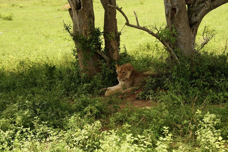 Ουγκάντα πάρκο άγριας ζωής