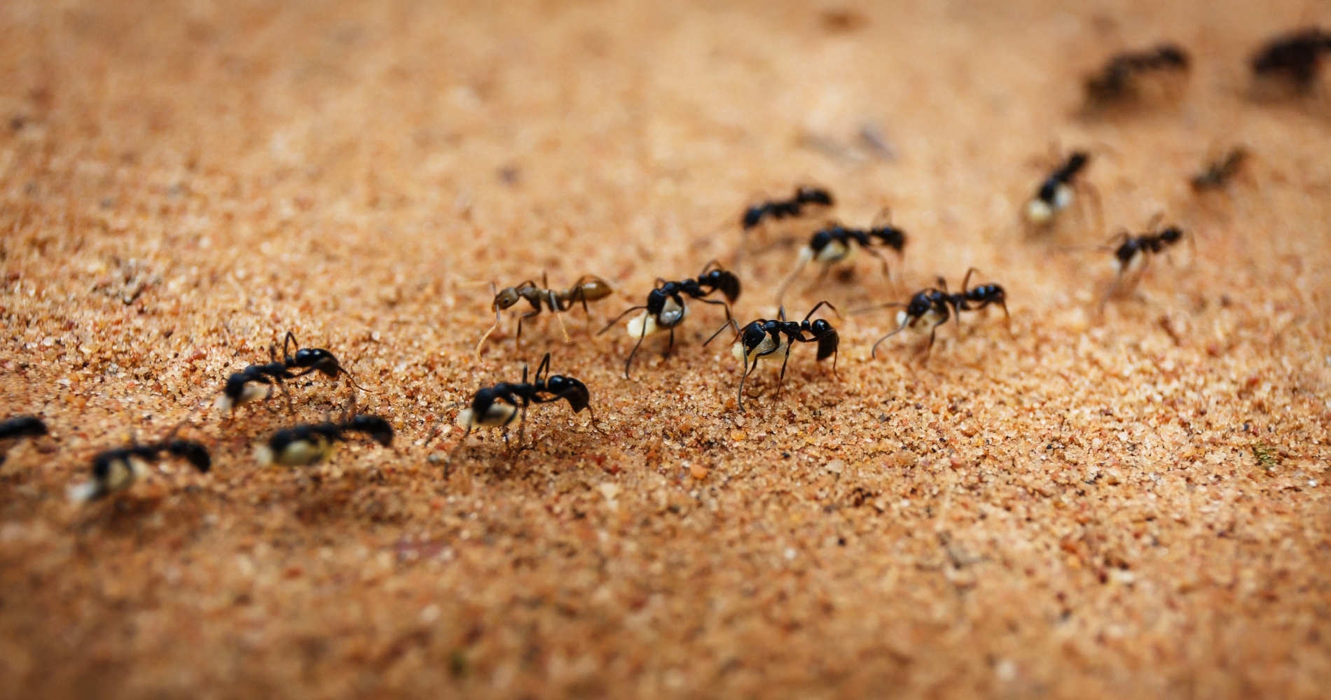 Επιστήμονες ανακάλυψαν μυρμήγκια που ίσως αλλάξουν το μέλλον της ιατρικής - εικόνα 1