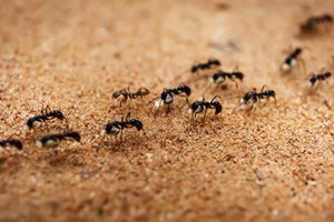 Επιστήμονες ανακάλυψαν μυρμήγκια που ίσως αλλάξουν το μέλλον της ιατρικής - εικόνα 1