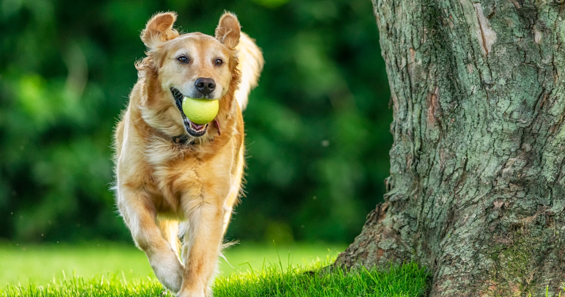 Οι 10 πιο απαιτητικές ράτσες σκύλων - εικόνα 4