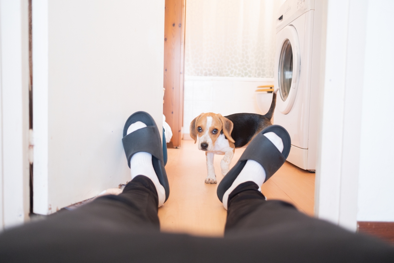 Ουρές στην Κρήτη για τριάρι διαμέρισμα με ενοίκιο 400 ευρώ (video) - εικόνα 1