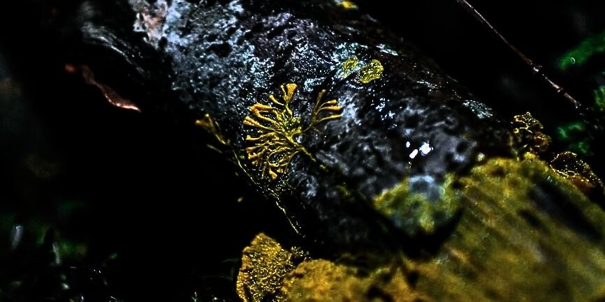 Δε φαντάζεστε τι έκαναν στην Ιαπωνία επειδή χάλασαν τα διόδια - εικόνα 1