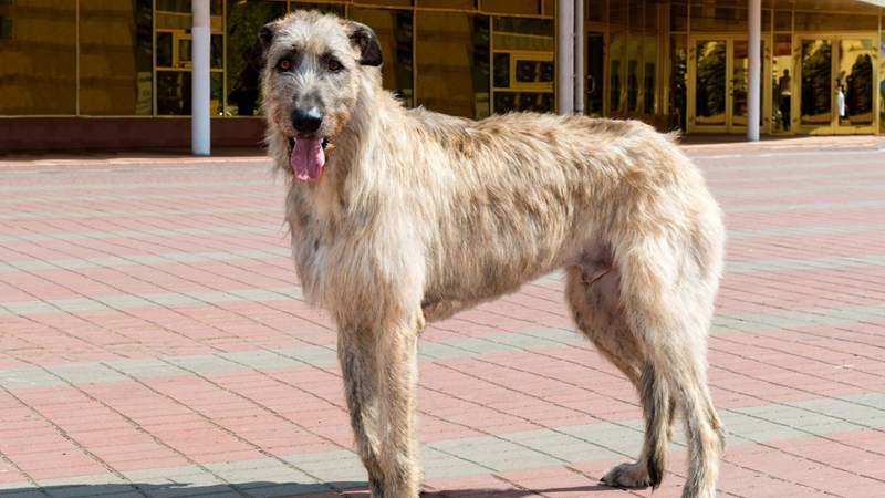 Ιρλανδικό γούλφχαουντ