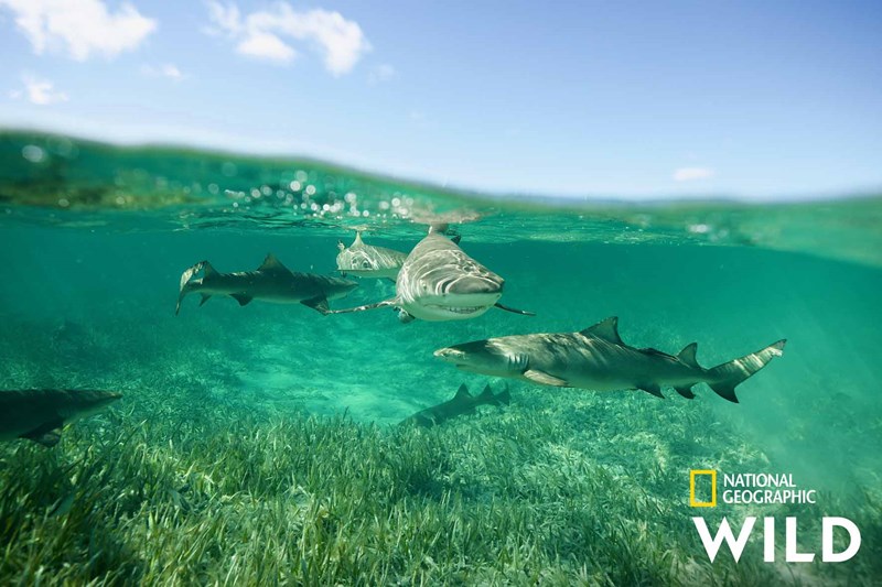 ΝΤΟΚΙΜΑΝΤΕΡ SHARKFEST 2