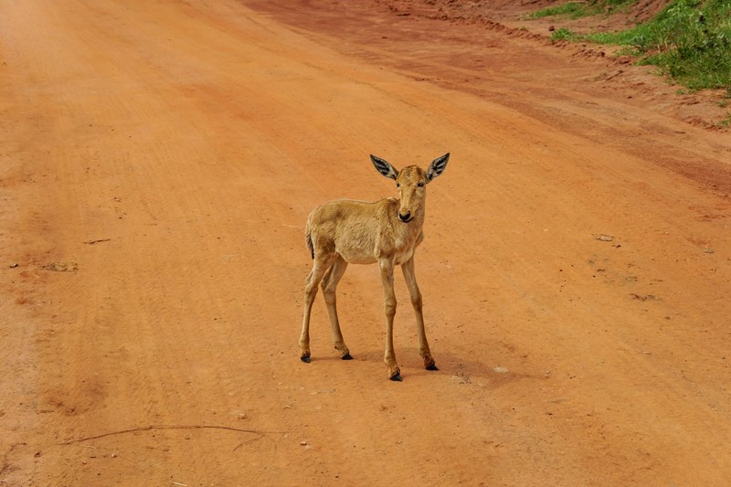 Ουγκάντα πάρκο άγριας ζωής