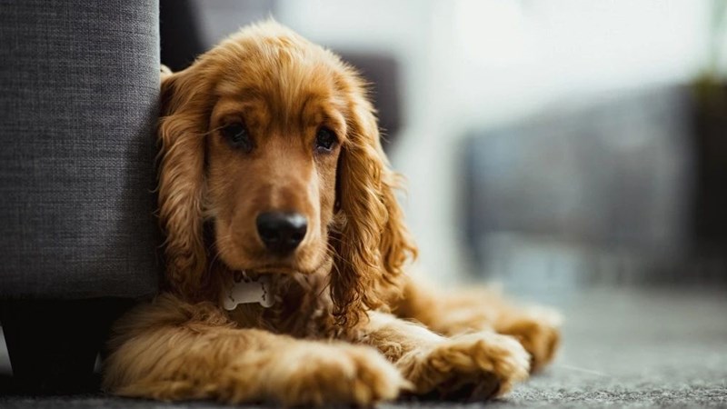 Αγγλικό Κόκερ Σπάνιελ