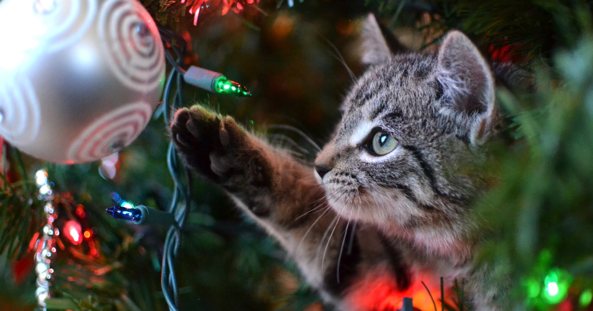 Πώς θα περάσεις ωραία Χριστούγεννα μόνος - εικόνα 1