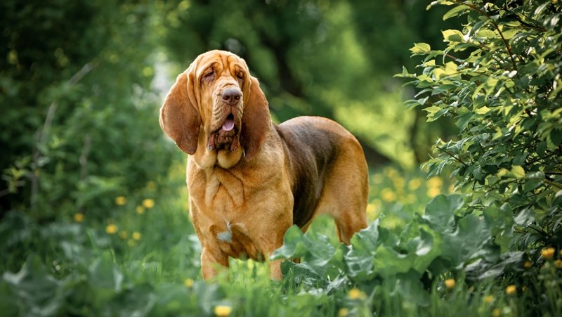 Bloodhound