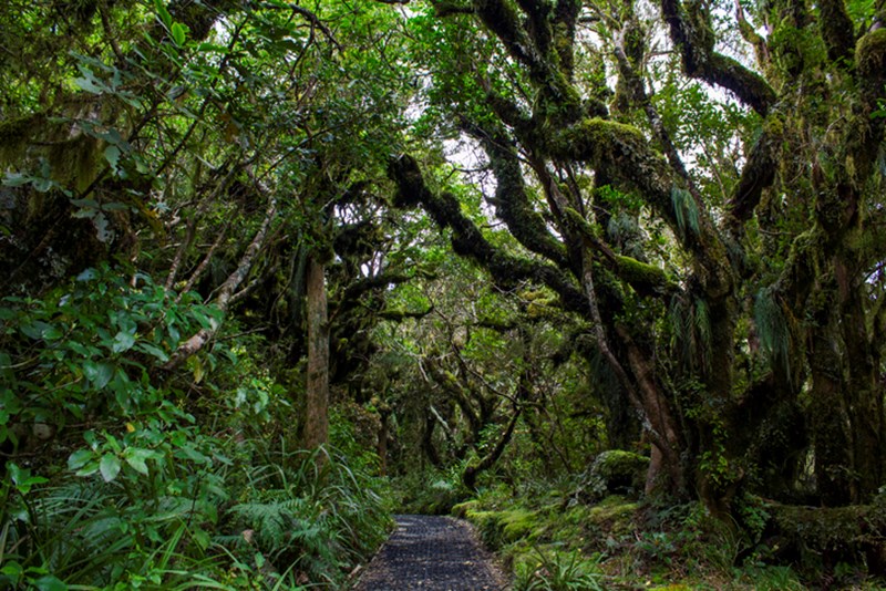 THE GOBLIN FOREST IN NEW ZEALAND