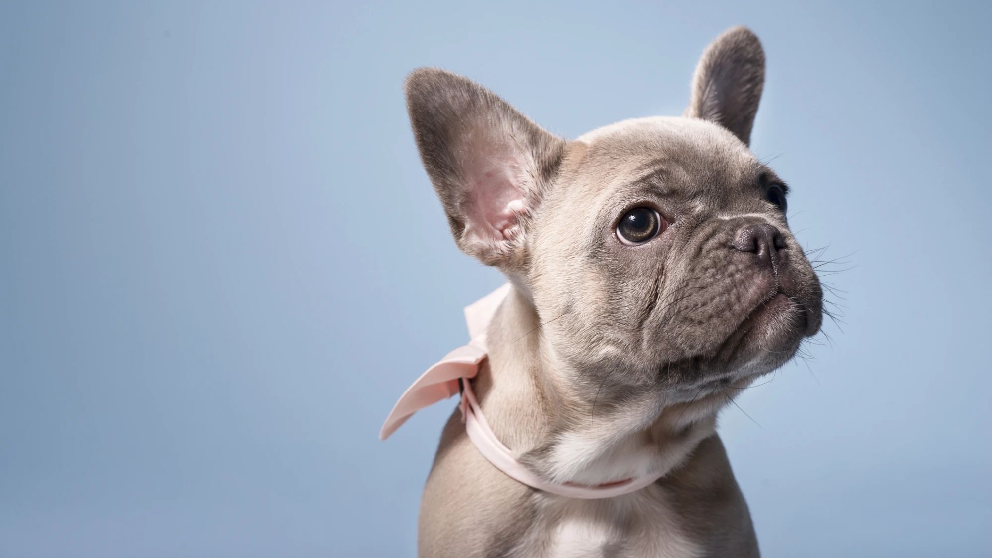 Αυτά είναι τα πιο χαριτωμένα ζώα στον κόσμο χωρίς καμία αμφιβολία - εικόνα 2