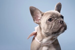 Αυτά είναι τα πιο χαριτωμένα ζώα στον κόσμο χωρίς καμία αμφιβολία - εικόνα 2