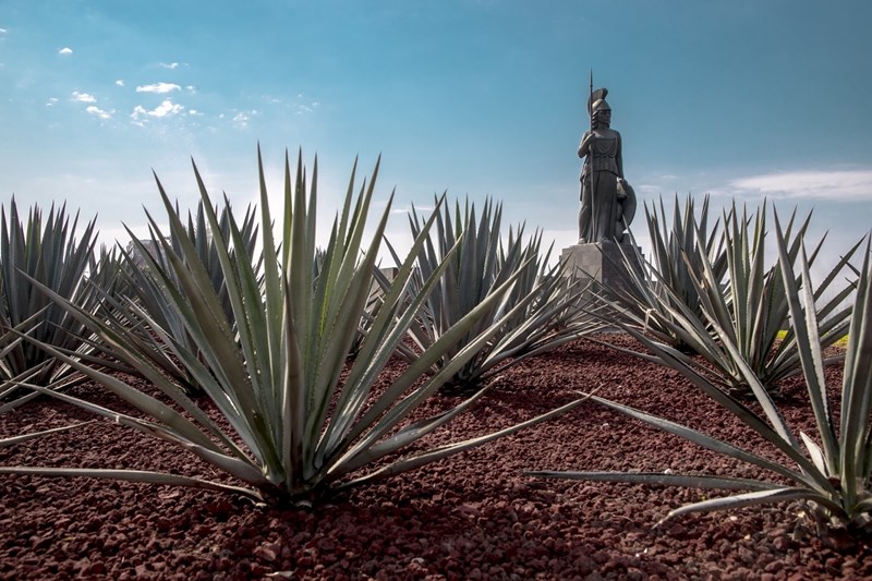 Τεκίλα και μεσκάλ 1