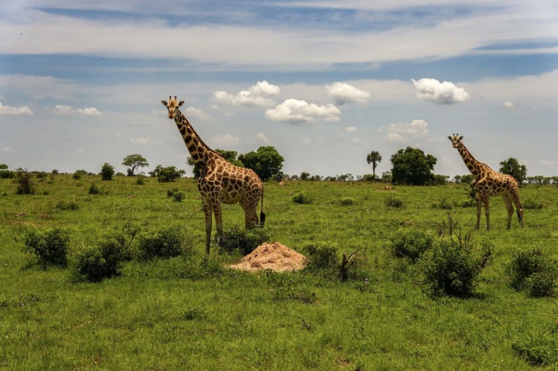 Ουγκάντα πάρκο άγριας ζωής