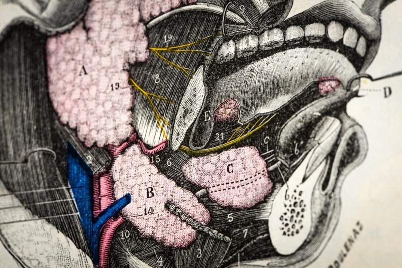 Σιελογόνοι αδένες