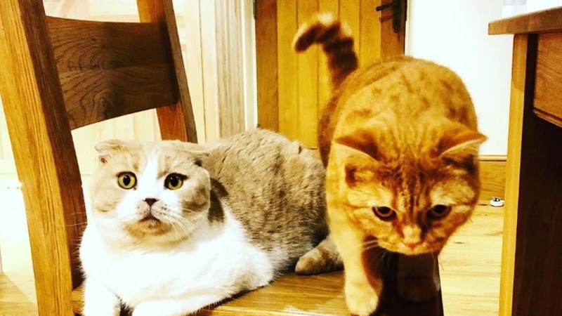 Οι γάτες του Ed Sheeran