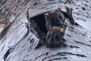 Αυτό είναι το πιο ανθεκτικό φυτό εκεί έξω - Aν του βάλεις φωτιά, δεν καίγεται - εικόνα 2