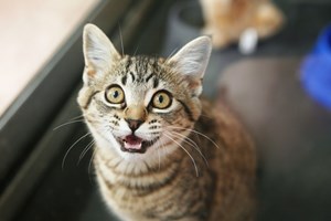 Αυτό είναι το μοναδικό πουλί που πετάει και προς τα πίσω - εικόνα 2