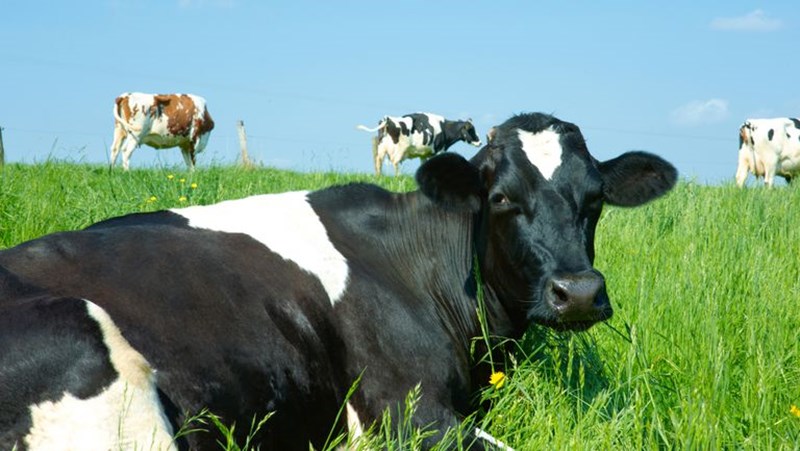 ΑΛΛΕΡΓΙΑ ΚΑΙ ΚΟΚΚΙΝΟ ΚΡΕΑΣ