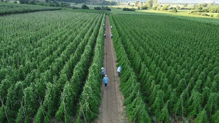 Τι συμβαίνει με τις επικίνδυνες χημικές ουσίες που βρέθηκαν στα ελληνικά αυγά - εικόνα 2