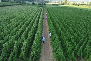 Τι συμβαίνει με τις επικίνδυνες χημικές ουσίες που βρέθηκαν στα ελληνικά αυγά - εικόνα 2