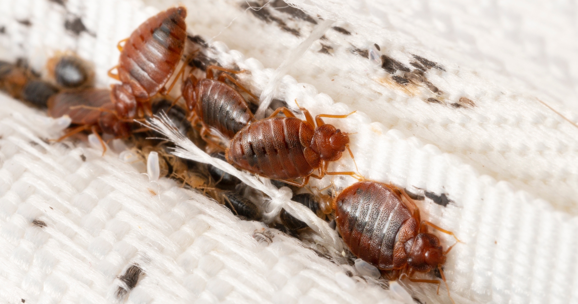 Σε άλλα -αηδιαστικά- νέα, στη Λάρισα κάνουν επιδρομή ιπτάμενες κατσαρίδες - εικόνα 1