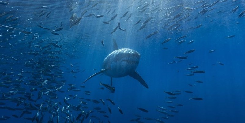 Καρχαρίας 3