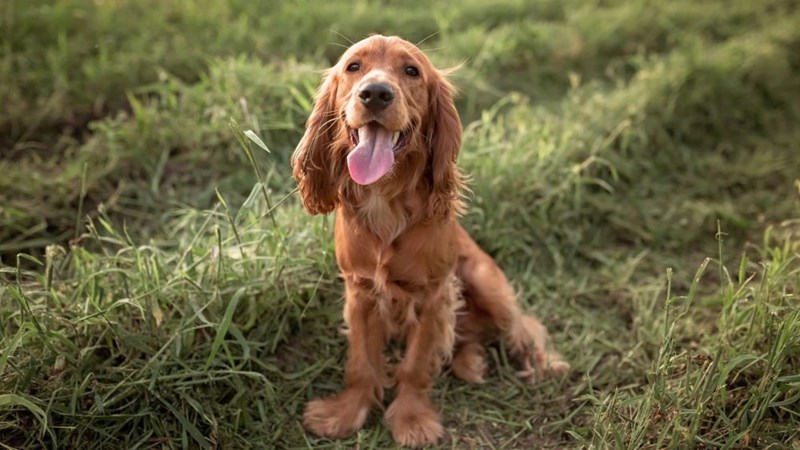 Ιρλανδικό Σέτερ