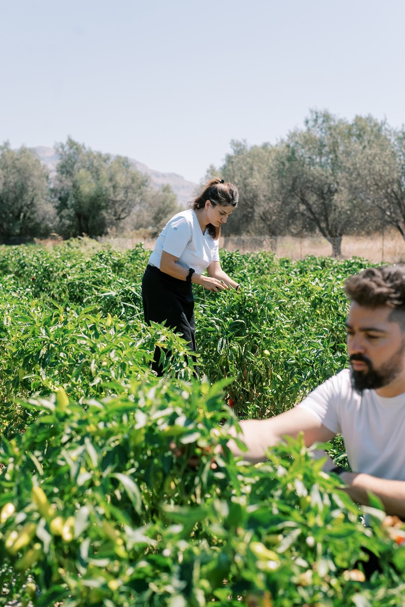Το εστιατόριο Hellas από την Ρόδο στο Symposio at Ark 1