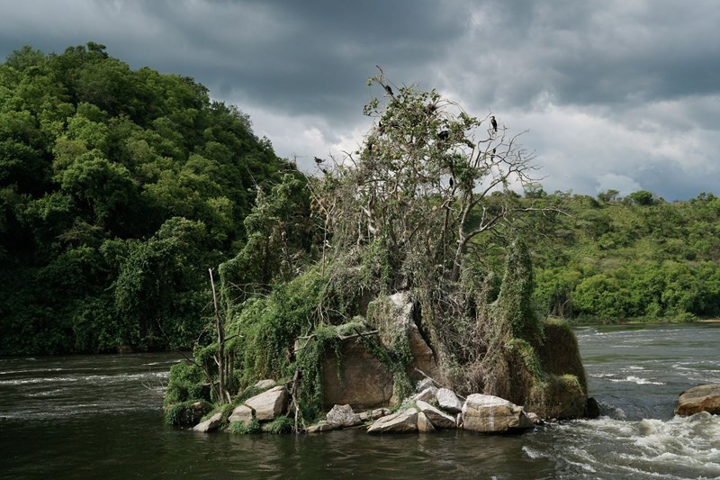 Ουγκάντα πάρκο άγριας ζωής