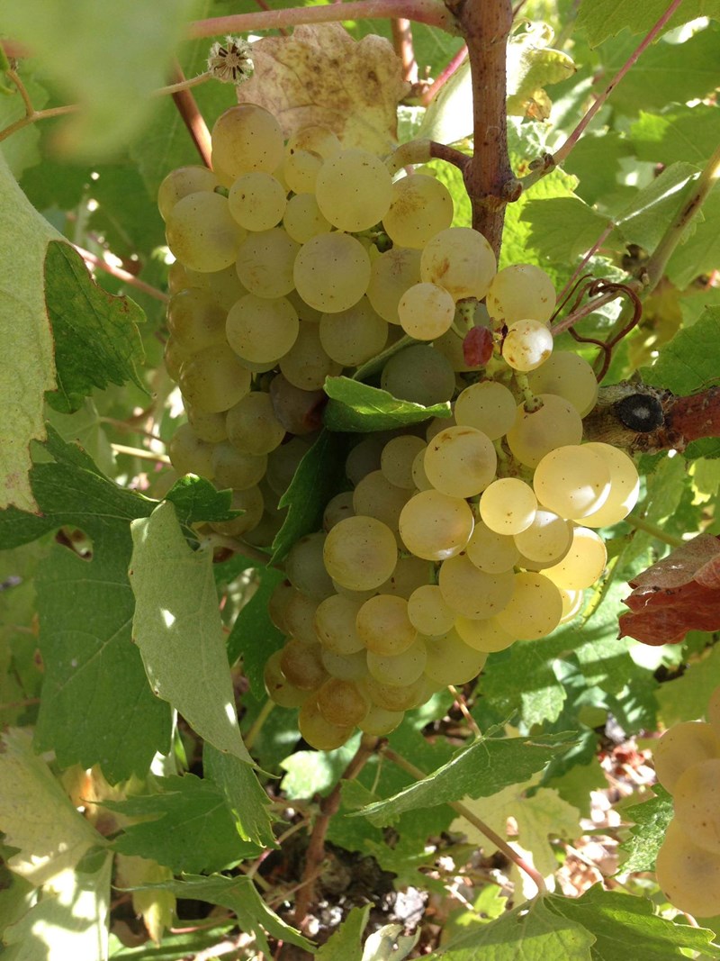 ΚΡΑΣΙ ΚΕΦΑΛΟΝΙΑΣ ΑΜΠΕΛΩΝΑΣ ΤΖΕΝΤΙΛΙΝΙ