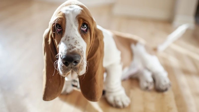 Μπασέτ Χάουντ