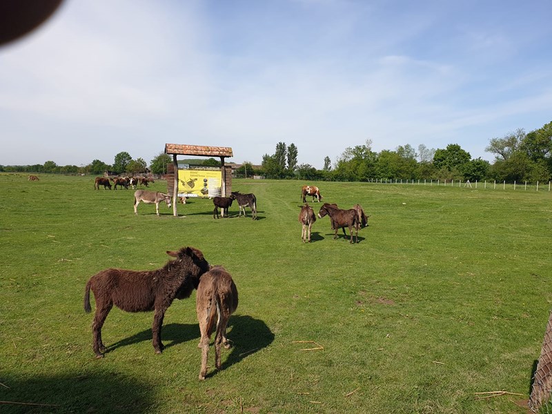 ΓΑΪΔΟΥΡΙΑ ΖΑΣΑΒΙΤΣΑ
