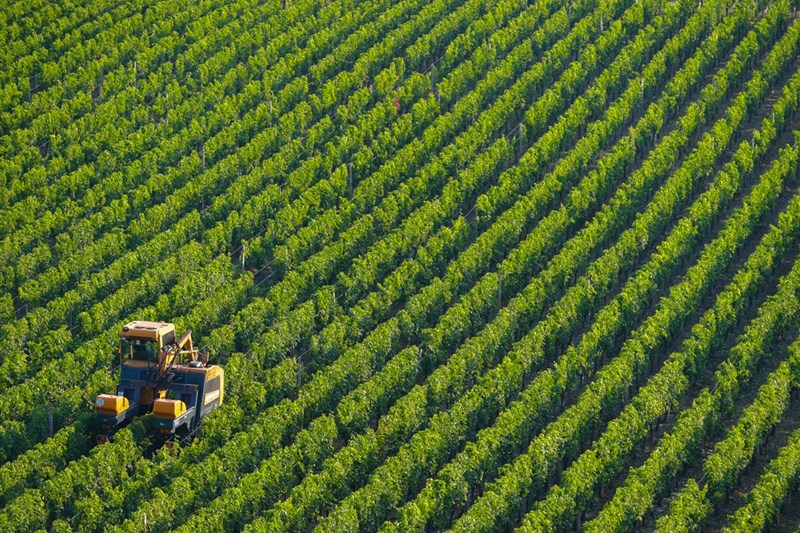 Τα πάντα για το Riesling 1