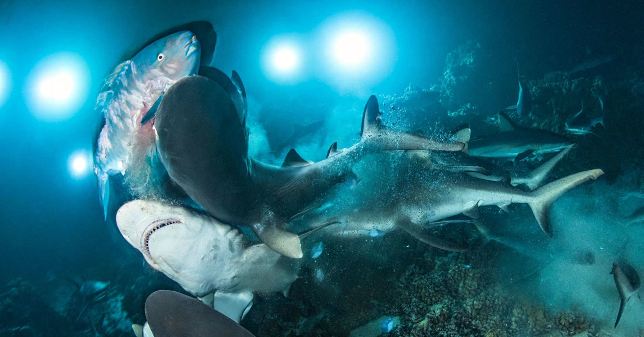 Σαλάχι έμεινε έγκυος χωρίς επαφή με αρσενικό - εικόνα 1