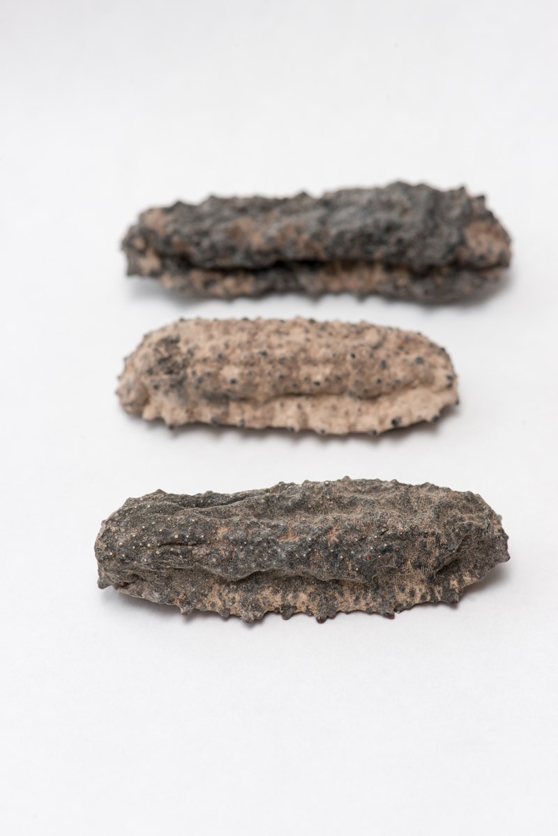 ΟΛΟΘΟΥΡΙΟ 1