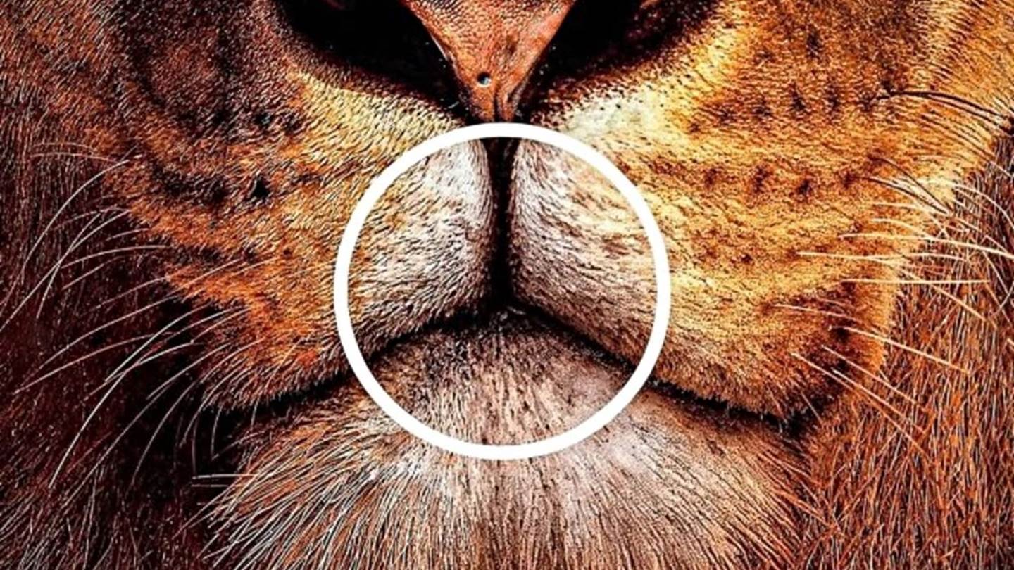 Η διαφημιστική καμπάνια φίρμας αυτοκινήτων που έγινε viral