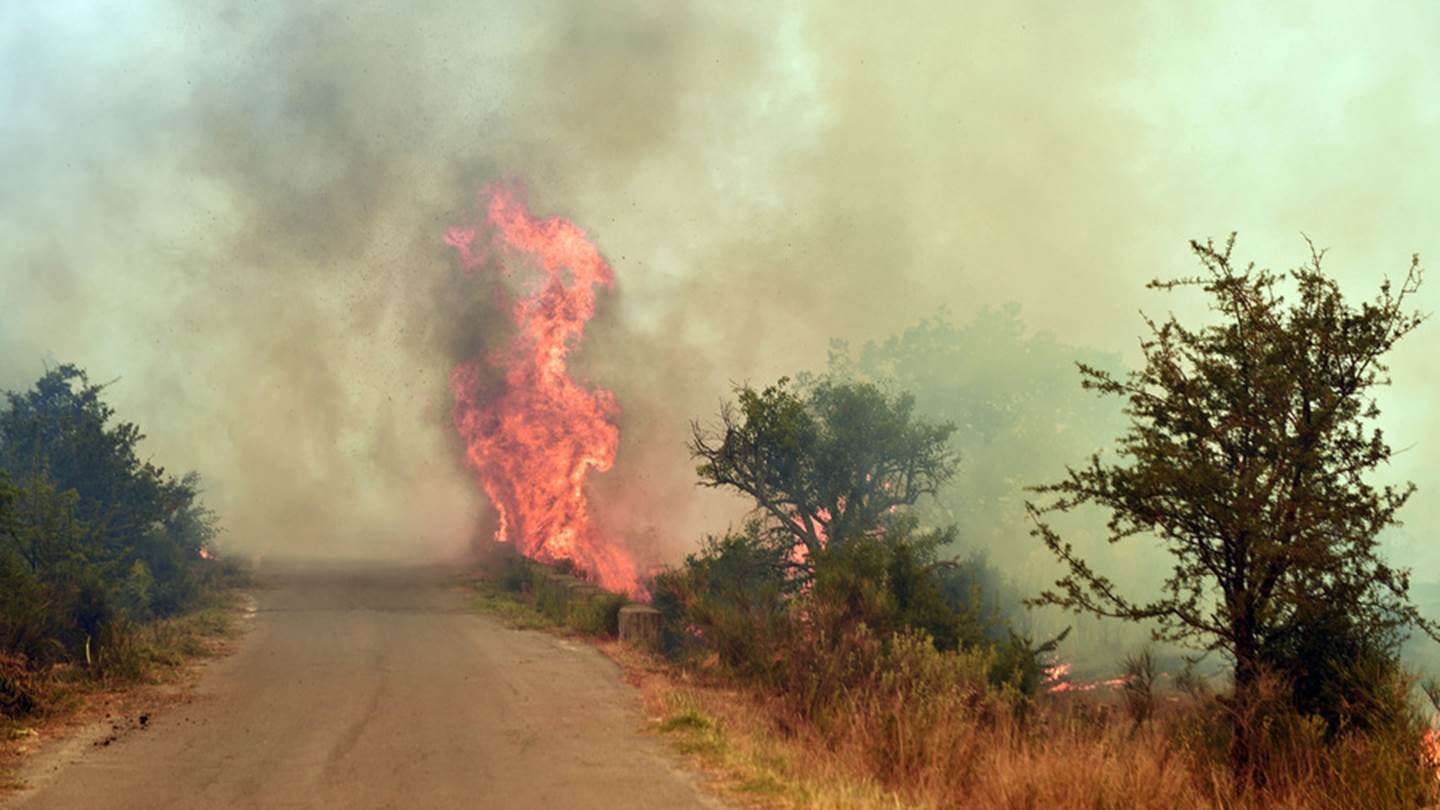 Πώς μπορείς να βοηθήσεις πυρόπληκτους ανθρώπους και ζώα