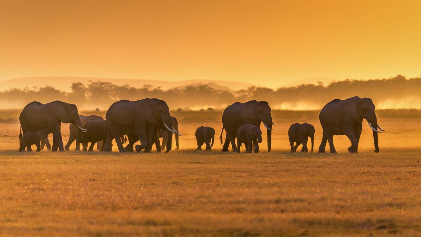 Από ό,τι φαίνεται, καταφέραμε να κάνουμε και τους ελέφαντες είδος υπό εξαφάνιση